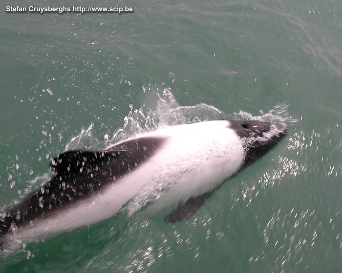 Rawson - Dolphin In the little harbour of Rawson we left with a zodiac to see some Commerson dolphins.  Stefan Cruysberghs